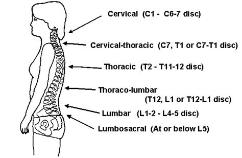 Where The Thoracic And Lumbar Spine Meet is a Key Spot in the Body