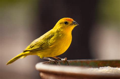 Choosing a Pet Canary: Tips from the Experts | PetPlace.com