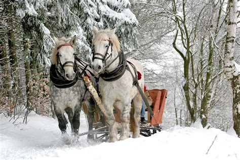 Horse Pulling Sled Coloring Pages