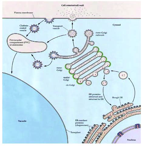 The secretory pathway for protein synthesis and sorting Proteins are ...