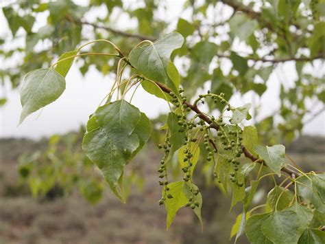 Populus nigra L. subsp. nigra - Black Poplar | Family Salica… | Flickr