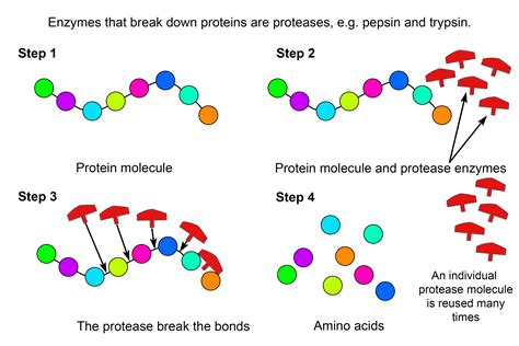 Example of how protease enzymes break down proteins