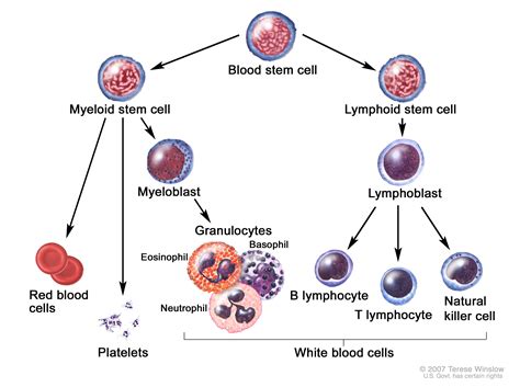 A Guide to Hematological Malignancies (Cancers) - Stepwards