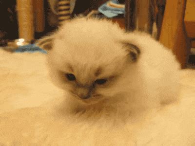 Cat GIF - Find & Share on GIPHY