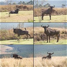 Wildebeest - CreationWiki, the encyclopedia of creation science