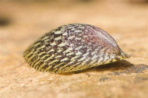 Marbled Limpet Nerite Snail – Detailed Guide: Care, Diet, and Breeding ...