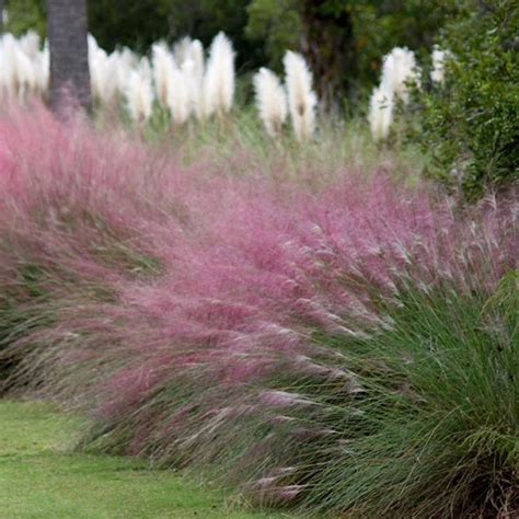 Pink Muhly Grass Seeds, Perennial Muhlenbergia Capillaris MU0130R ...