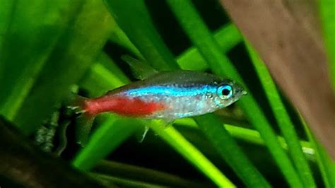 Top 5 Need-To-Know Neon Tetra Disease Symptoms