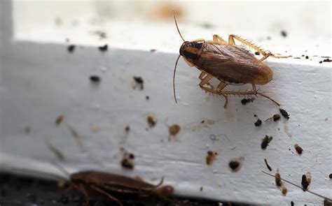 Blog - How to Tell If You Have a Roach Infestation