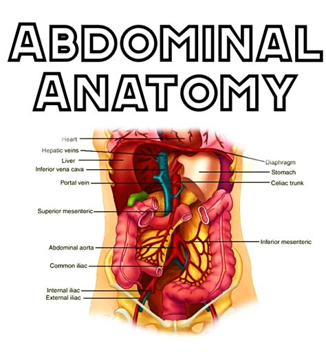 Woman Abdomen Anatomy Diagram