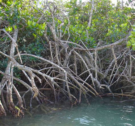 what is a mangrove forest rn - Social Science - India Climate ...