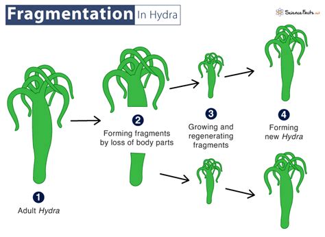 Fragmentation in Biology - Definition, Examples, & Diagram