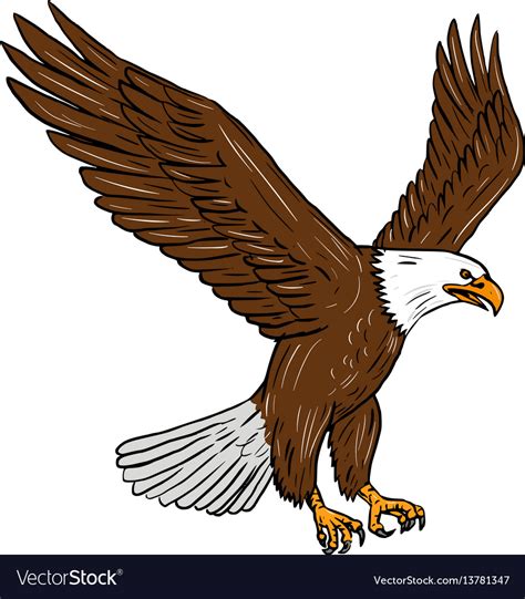 Bald eagle flying drawing Royalty Free Vector Image