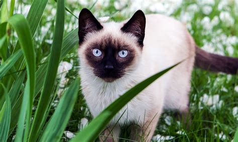 13 Cat Breeds With Blue Eyes | BeChewy