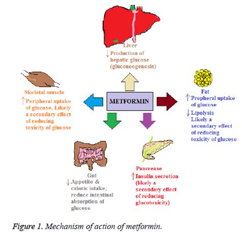 Metformin and its gastrointestinal problems: A review