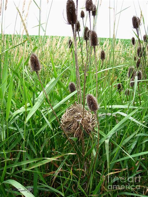 Red-winged Blackbird Nest Photograph by J McCombie