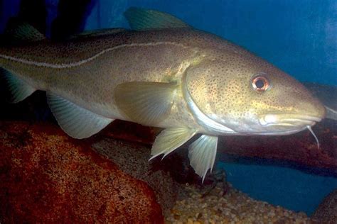 Atlantic Cod | NOAA Fisheries