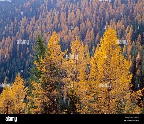 Western larch (Larix occidentalis) displays fall colors, near Sherman ...