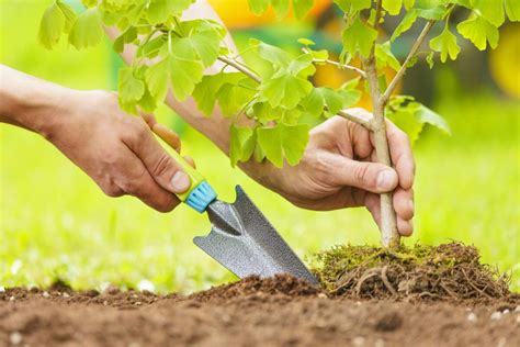 TREE PLANTING BASICS | Kellogg Garden Products