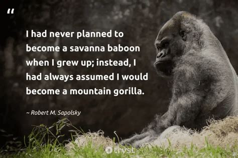 24 Gorilla Quotes To Recognize The Mountain's Gentle Giants