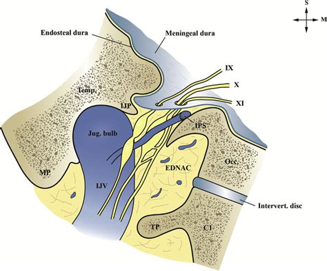 Jugular Foramen Cranial Nerves