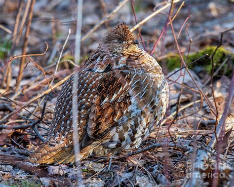 Feathers Fluffed Ruffed Grouse Photograph by Timothy Flanigan | Pixels