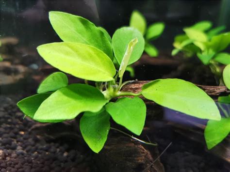 Anubias Nana Golden (Aquatic Plant / Aquarium)