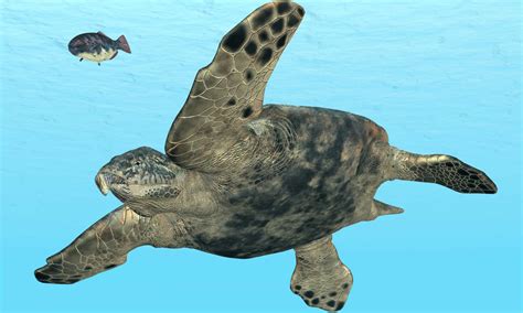 Discover 4 Cool Extinct Turtle Species!