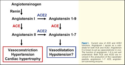 Figure 1 from Angiotensin-Converting Enzyme 2 ( ACE 2 ) in Disease ...