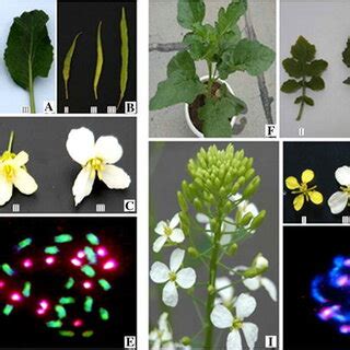 Morphological and cytogenetic characterizations of hybrid plants. a–e ...