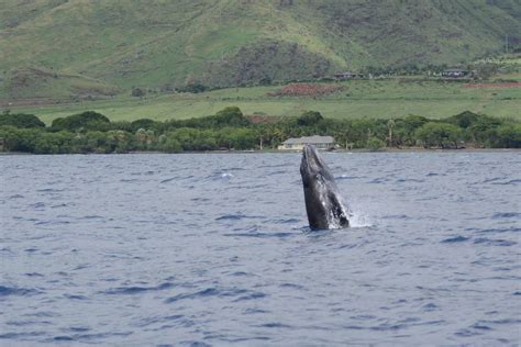 Lahaina whale watching season is almost here.