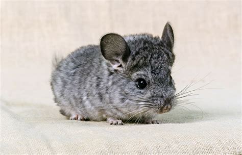 Chinchilla | San Diego Zoo Animals & Plants