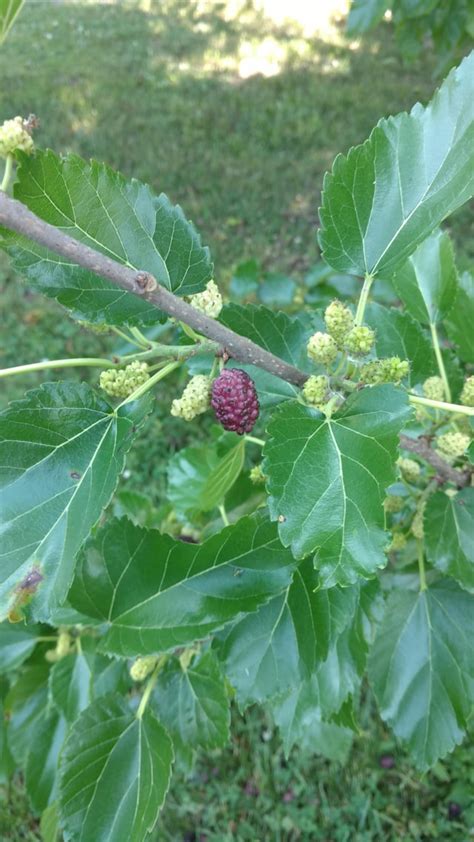 Can anyone identify this? I initially thought mulberry but the leaves ...