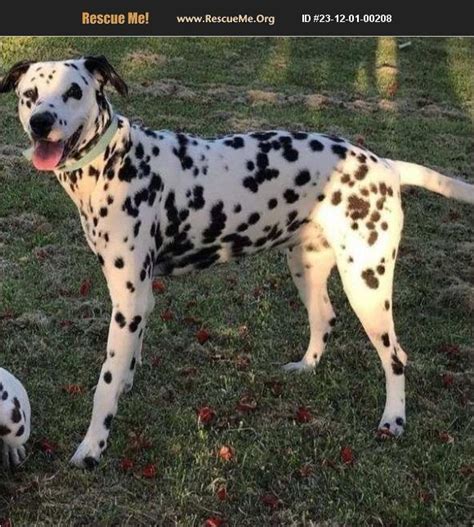 ADOPT 23120100208 ~ Dalmatian Rescue ~ Southern CA, CA