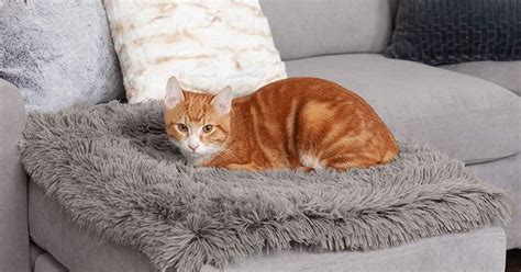 The 7 Best Heated Cat Beds