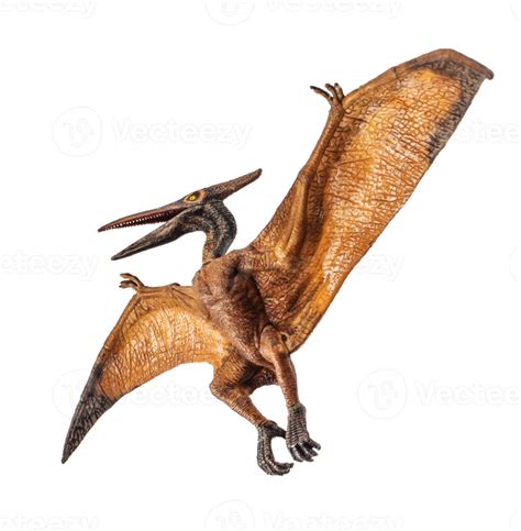 pteranodon pterodactyl dinossauro em fundo branco 11979345 PNG