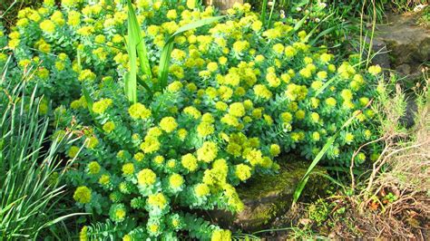 Know About Sanjeevani 'Solo' Herb Plant found in Ladakh that PM Modi ...