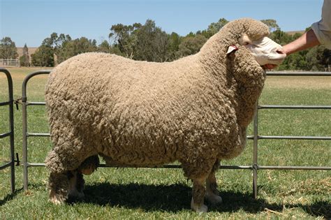 Merino Sheep | Milligan's Gander Hill Farm