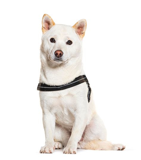 Premium Photo | Shiba Inu wearing an harness isolated on white