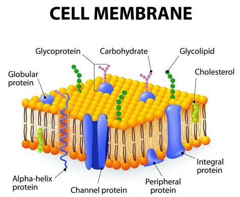 What Does A Animal Cell Membrane Look Like : 4.4 Eukaryotic Cells: / We ...