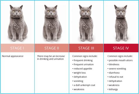 Chronic Kidney Disease in Cats (Part 1) | Australian Cat Lover