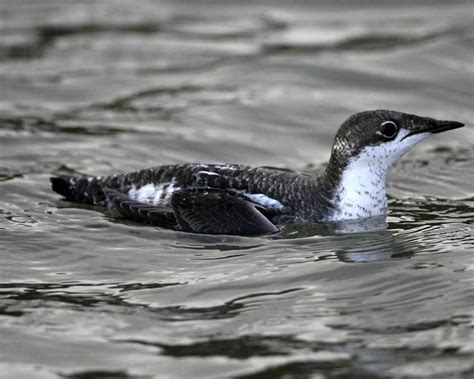 Long billed murrelet - Alchetron, The Free Social Encyclopedia