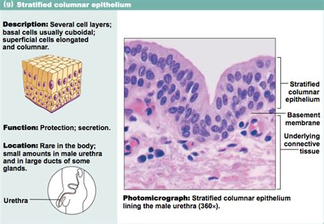 Stratified Columnar Epithelia | Basement membrane, Flashcards, Anatomy ...