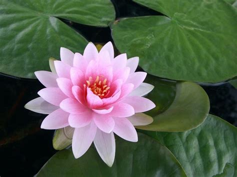 30+ Gambar Bunga Lotus Putih, Inspirasi Spesial!