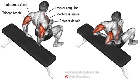 How to Tricep Dips on Bench | Exercise Videos & Guides