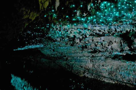 Glow Worm Cave New Zealand - Gets Ready