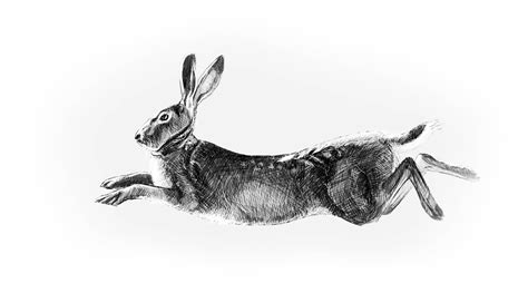 The Irish hare - West Cork People