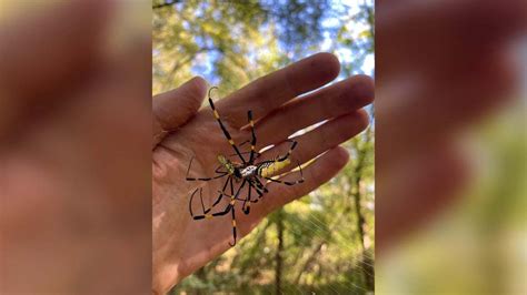 What to do if a flying Joro spider bites you | FOX 5 DC