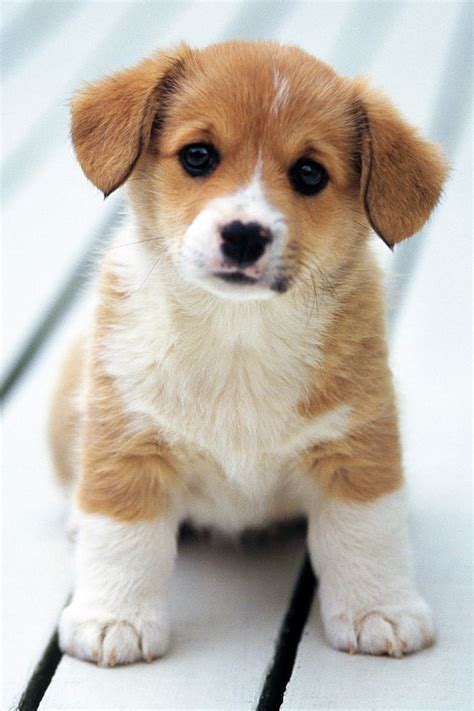 Cute Puppy iPhone 4s Wallpapers Free Download