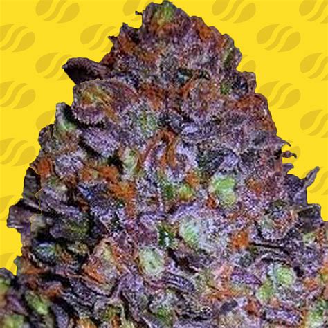 Purple Haze Auto Weed Strain | Original Sensible Seeds